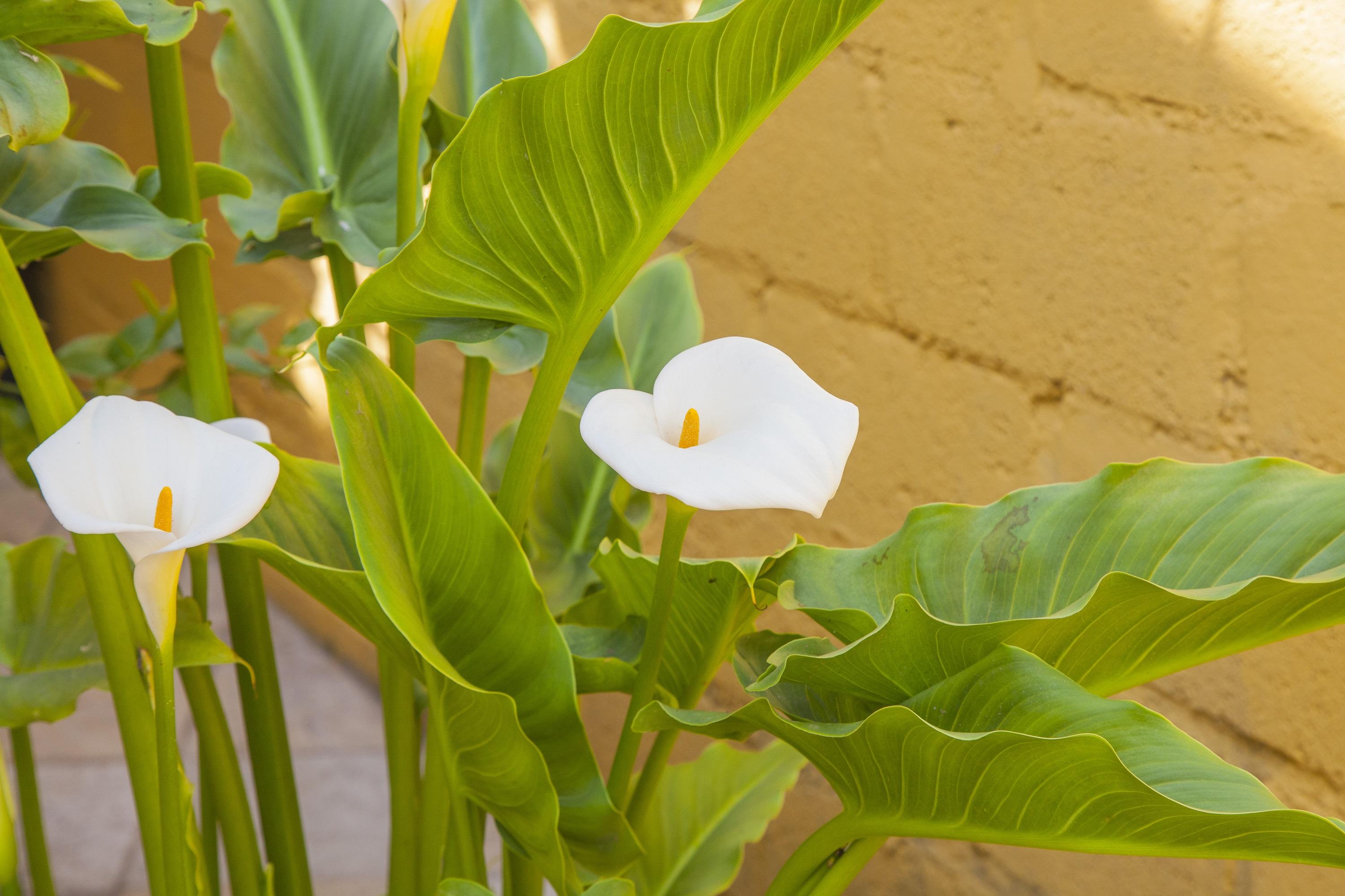 San Cristóbal de Las Casas Hotel Adobe Y Teja מראה חיצוני תמונה